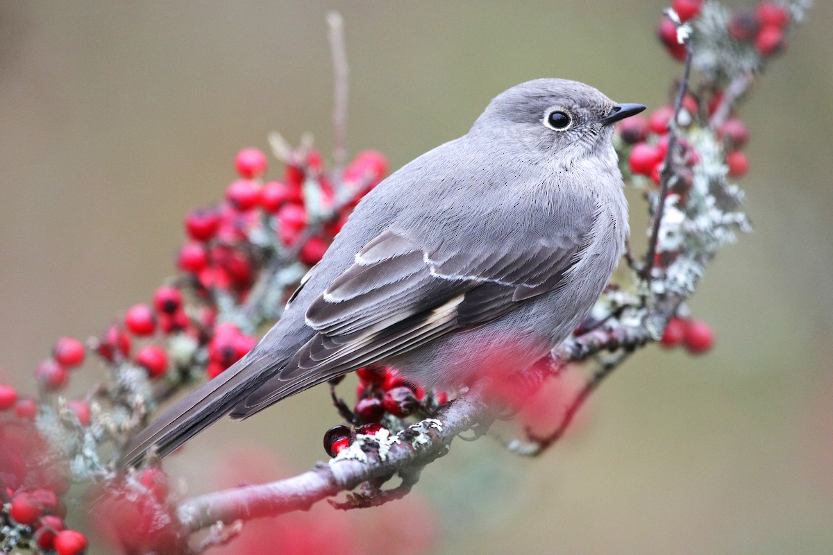 Townsend's Solitaire - ML310609421