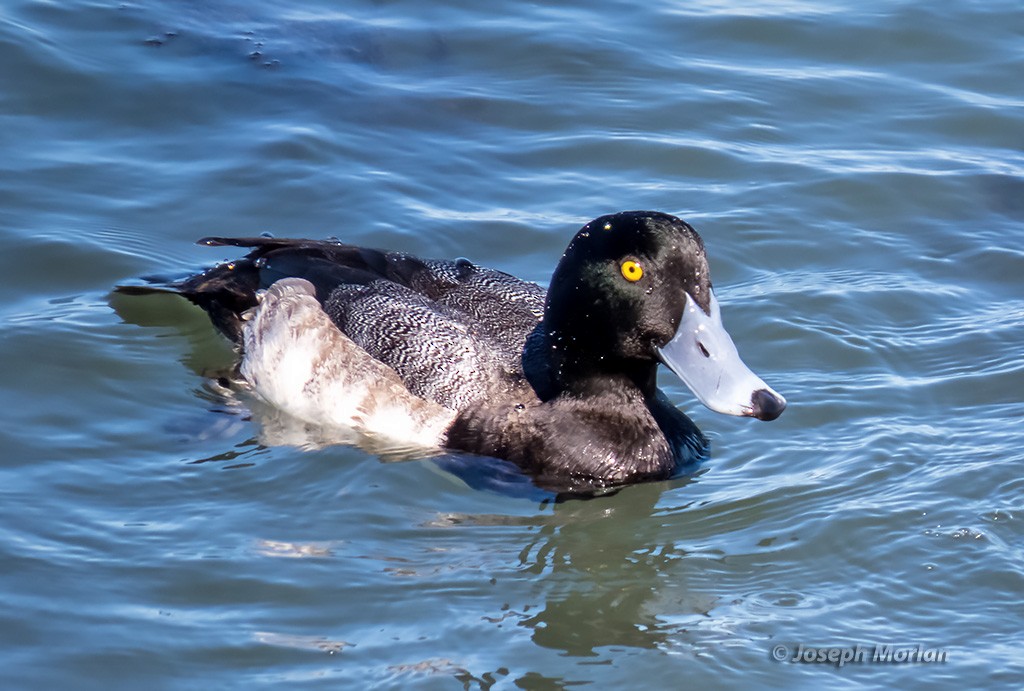 Greater Scaup - ML310610101