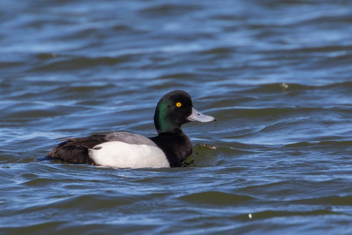 Greater Scaup - ML310613311