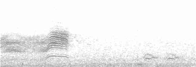 Тауї плямистий - ML310617291