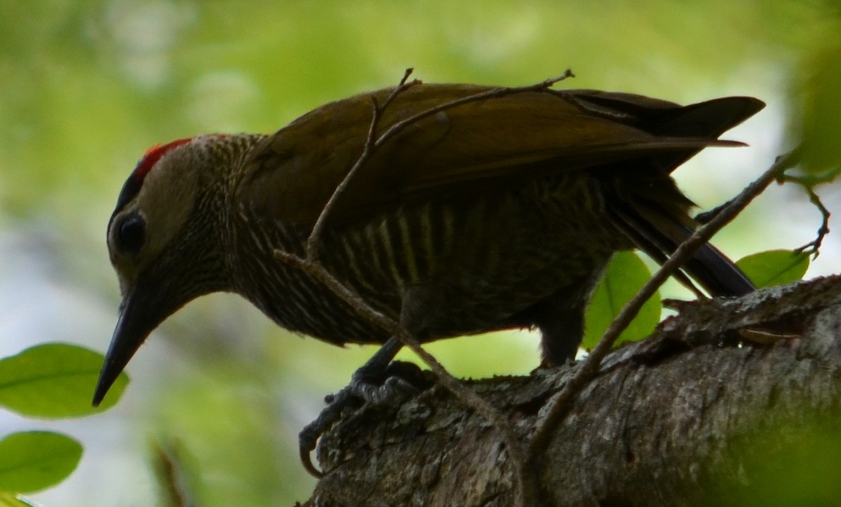 Golden-olive Woodpecker - Viviana Fuentes