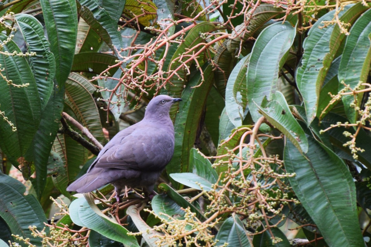 Plumbeous Pigeon - irina shulgina