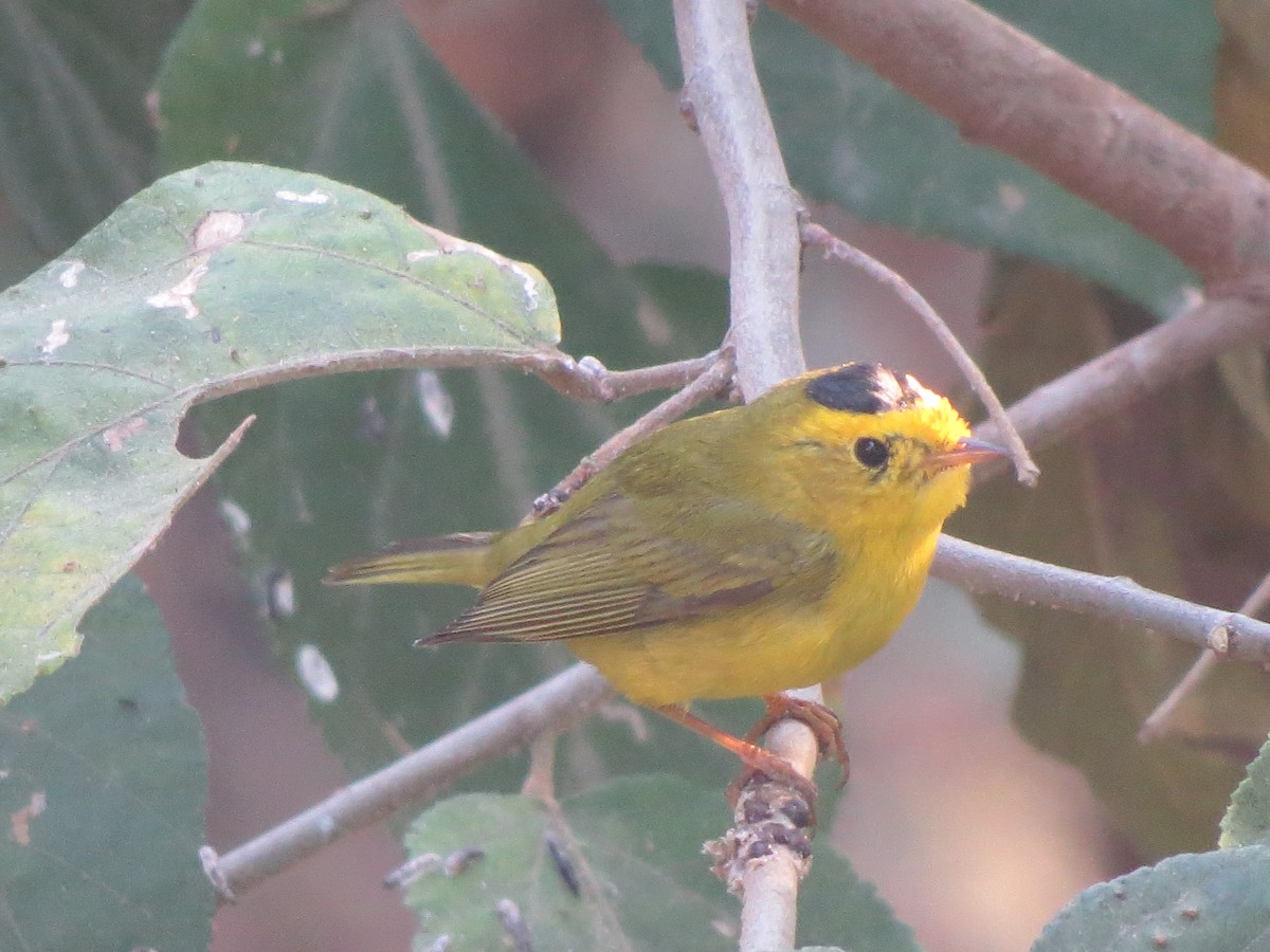 Wilson's Warbler - Francisco Emilio Roldan Velasco Tuxtla Birding Club - Chiapas