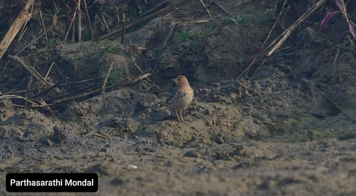 Red-throated Pipit - Birdwatchers' Society of Bengal