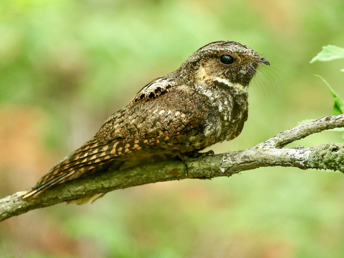 Eastern Whip-poor-will - eBird