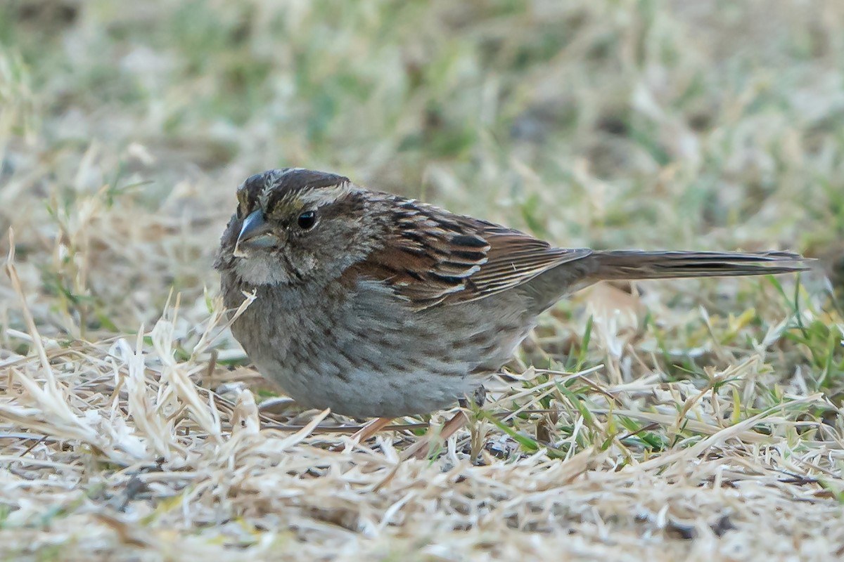 White-throated Sparrow - Shawn Cooper