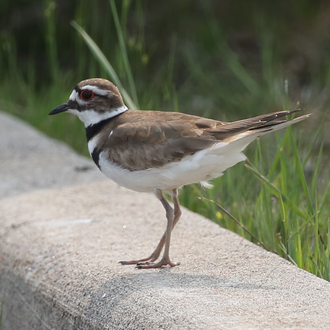 ML310627651 - Killdeer - Macaulay Library