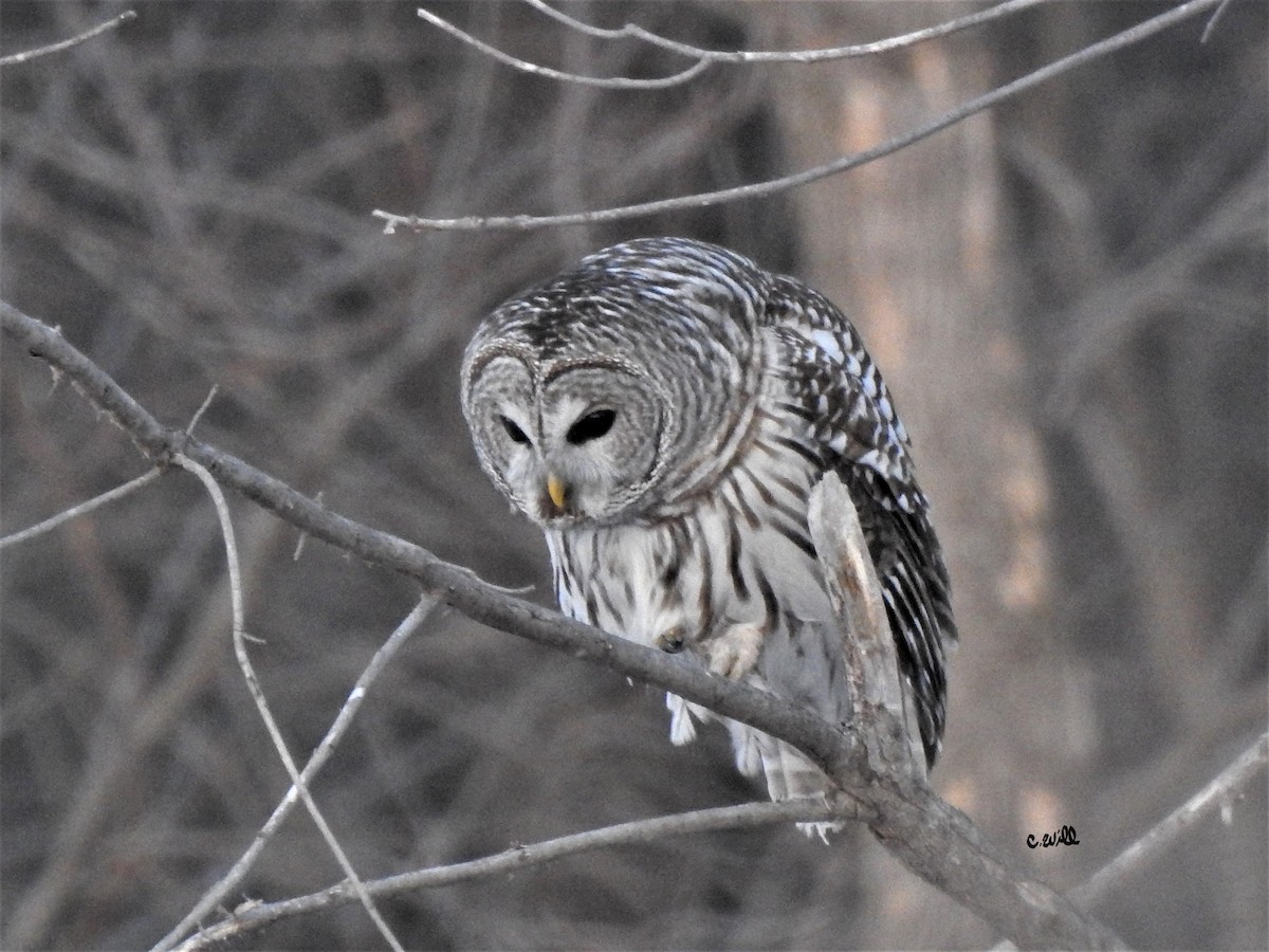 Barred Owl - ML310628311