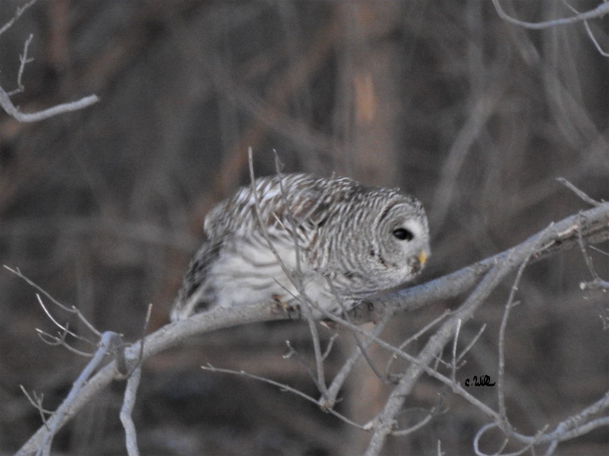 Barred Owl - ML310628321