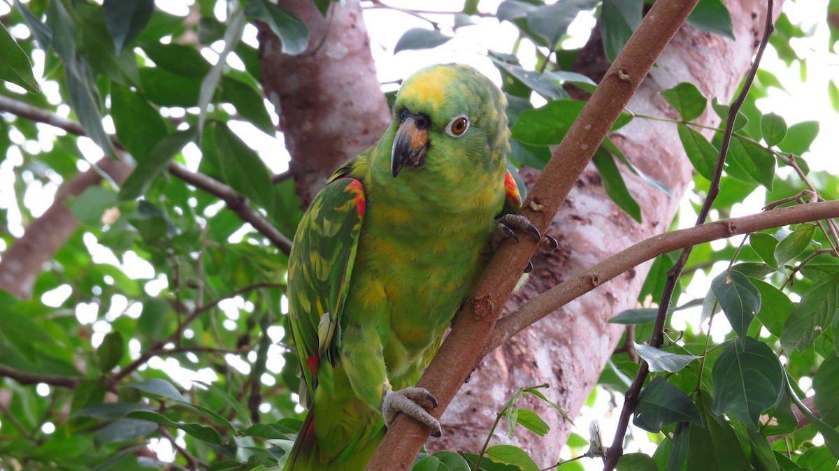 Yellow-crowned Parrot - ML31062951