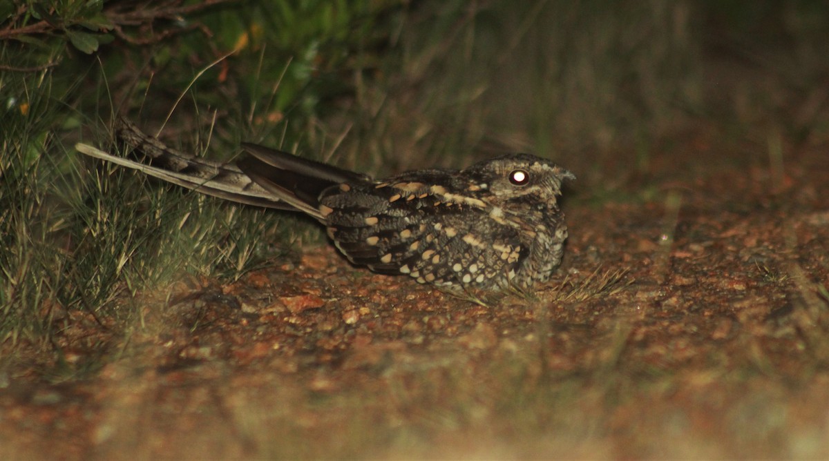 Scissor-tailed Nightjar - Diego Castelli
