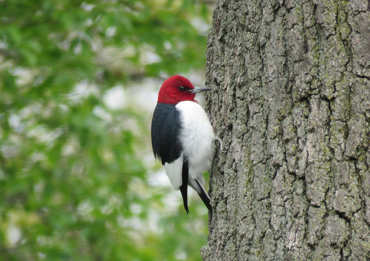 Red-headed Woodpecker - ML310637471