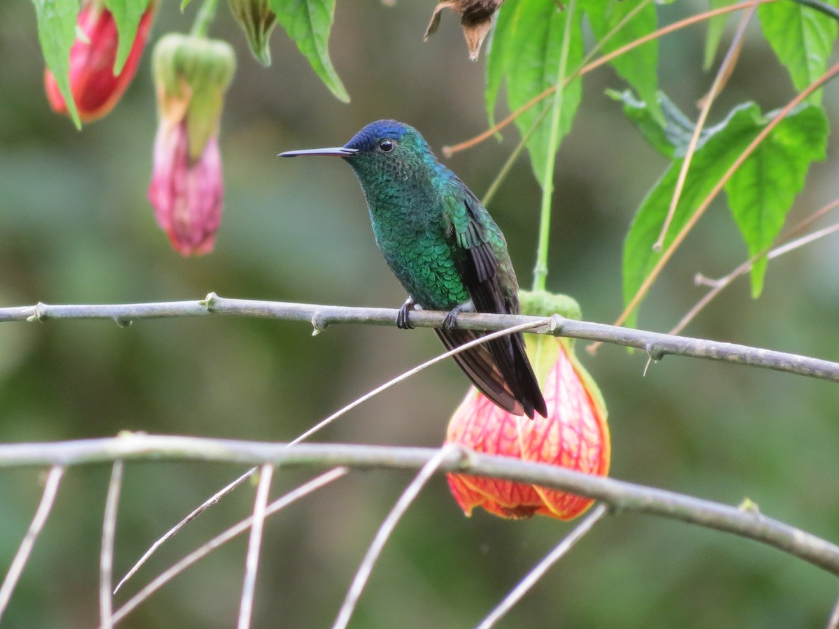 Indigo-capped Hummingbird - vicky meissner