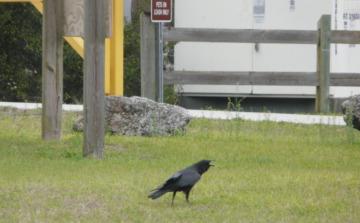American Crow - ML310641541