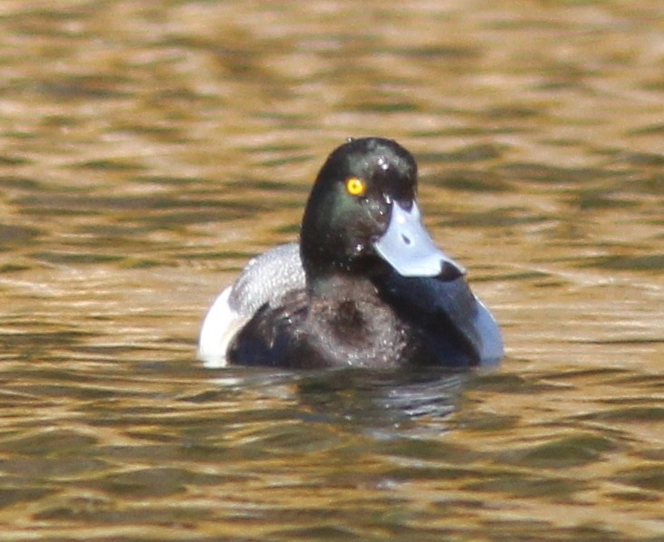 Greater Scaup - ML310656451
