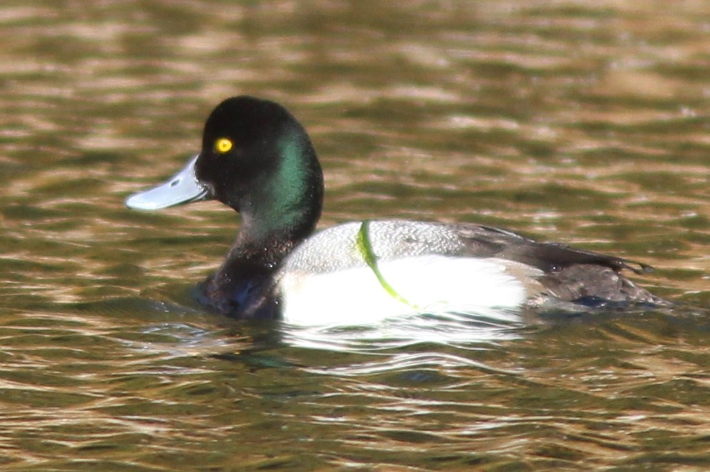 Greater Scaup - ML310656481