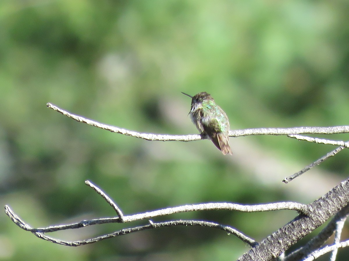 Calliope Hummingbird - ML310667581