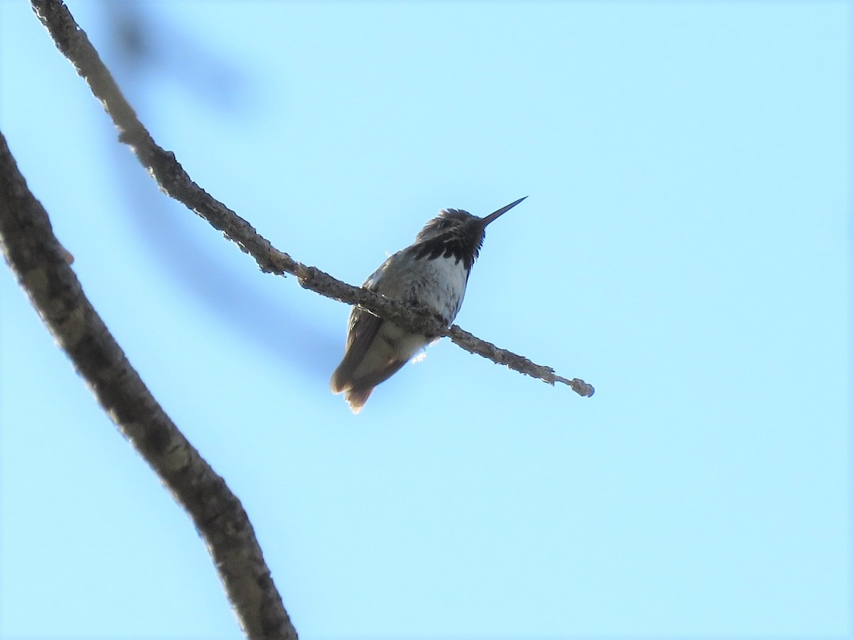 Calliope Hummingbird - ML310667871