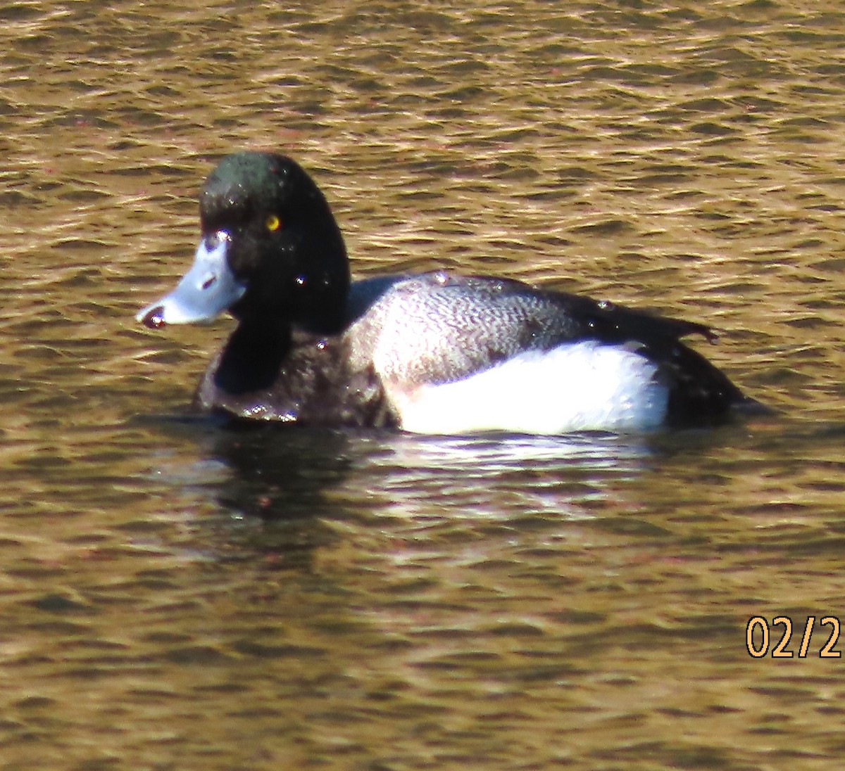 Greater Scaup - ML310668481