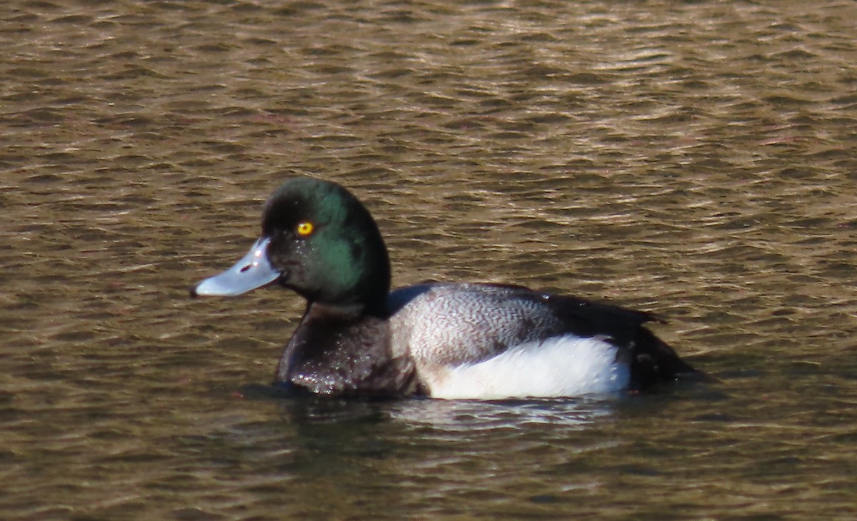 Greater Scaup - ML310668661