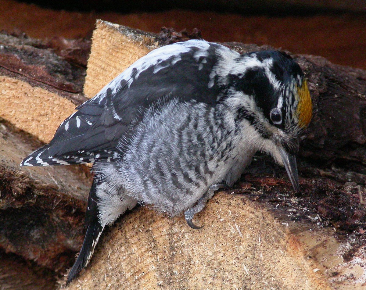 American Three-toed Woodpecker - Nat Drumheller
