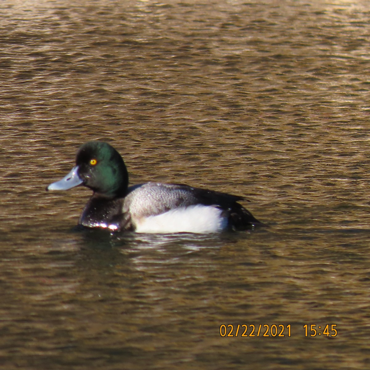 Greater Scaup - ML310669101