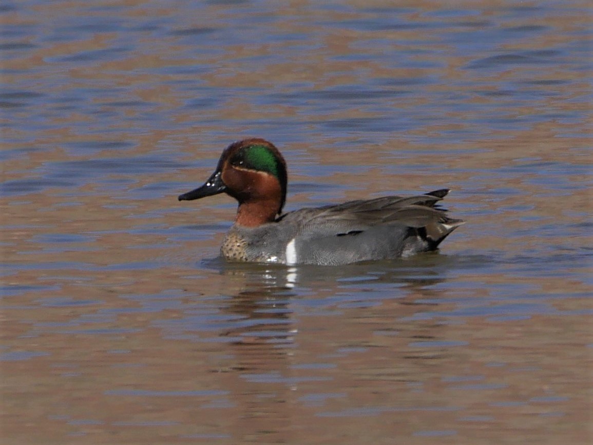 Green-winged Teal - Mike Malmquist