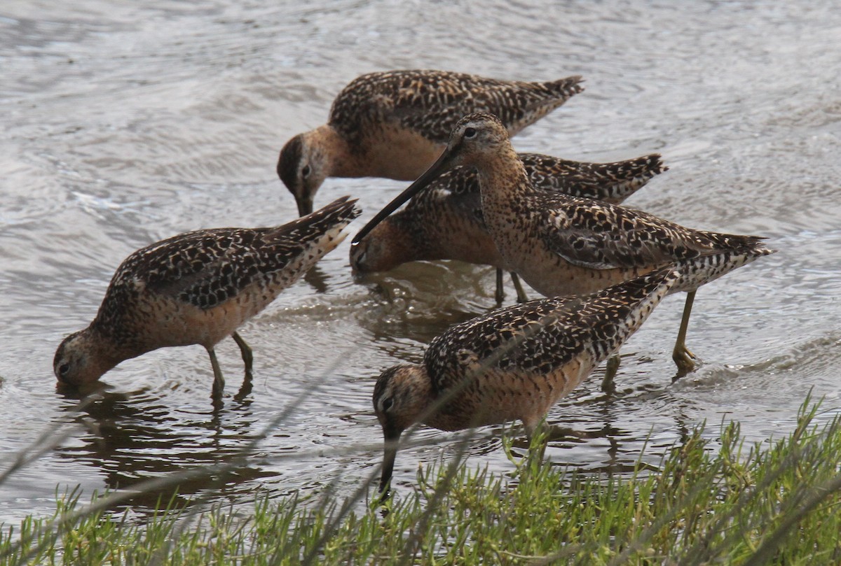 Long-billed Dowitcher - ML31067441