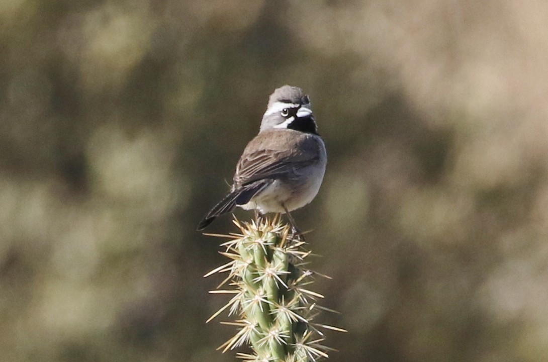 Black-throated Sparrow - James Bailey 🐦