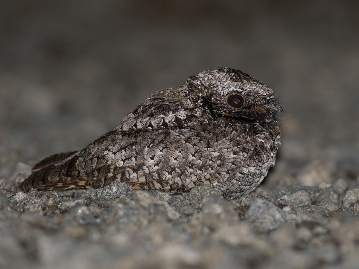 Common Poorwill - eBird
