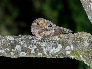  - Eared Poorwill