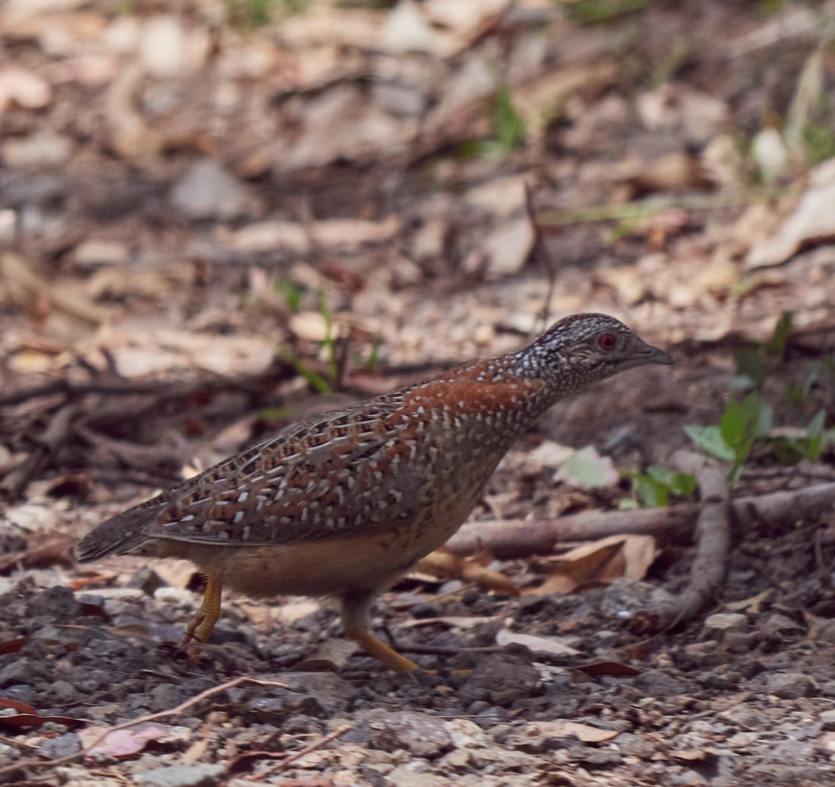 Painted Buttonquail - ML310684511