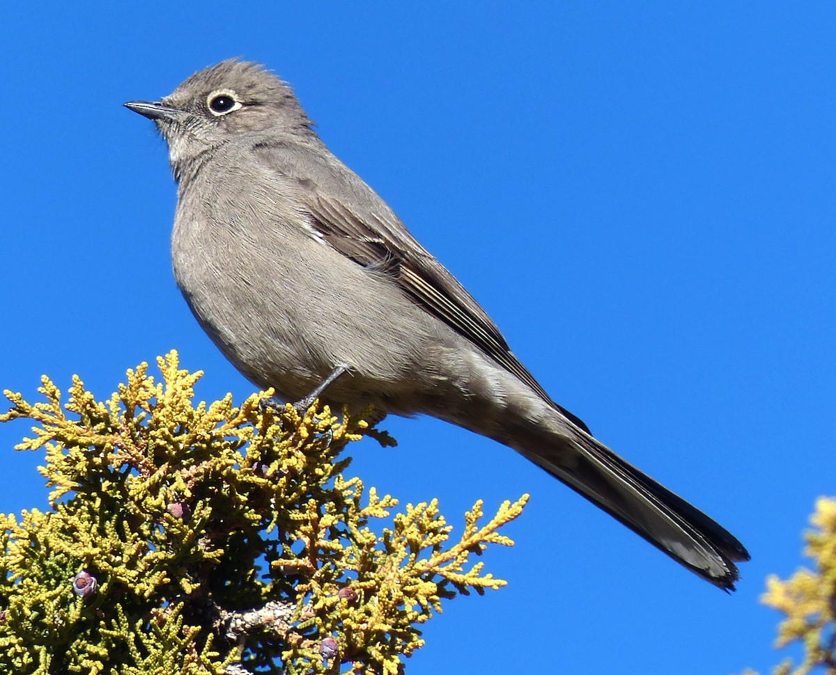 Townsend's Solitaire - Michael Greer