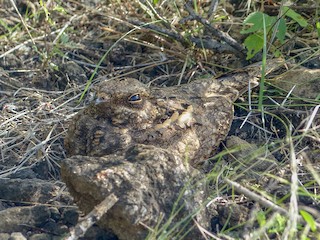  - Sombre Nightjar