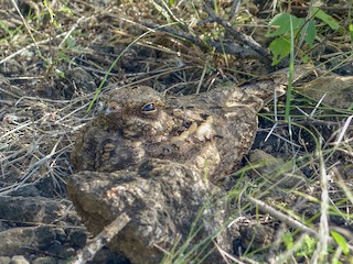  - Sombre Nightjar