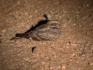  - Rufous-cheeked Nightjar