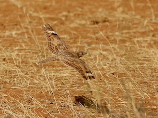  - Golden Nightjar