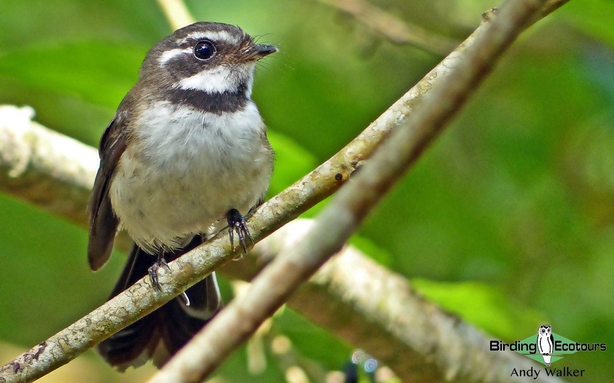 Kadavu Fantail - Andy Walker - Birding Ecotours