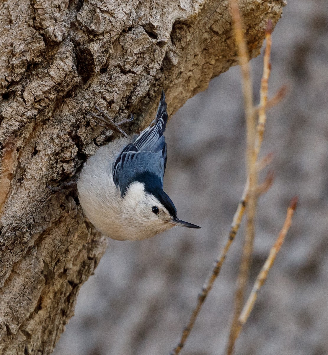 White-breasted Nuthatch - ML310696971