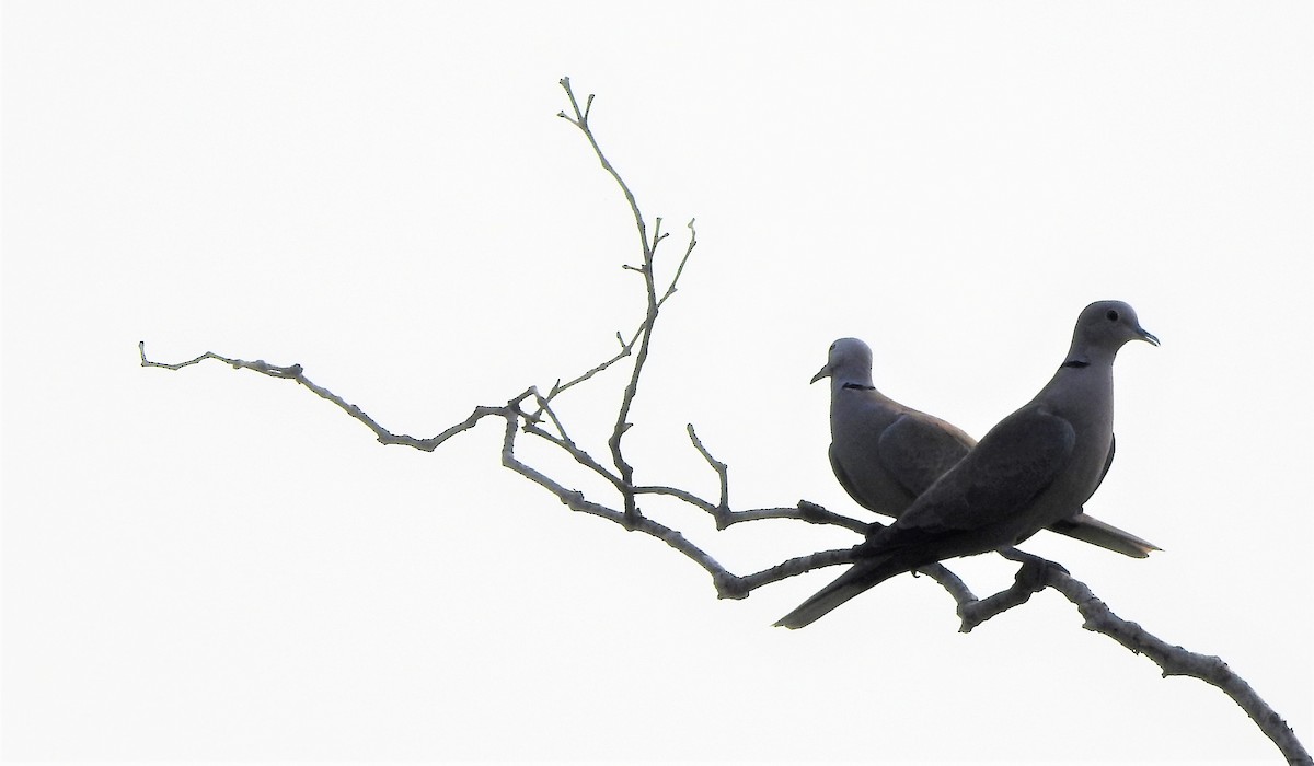 Eurasian Collared-Dove - Shivaprakash Adavanne