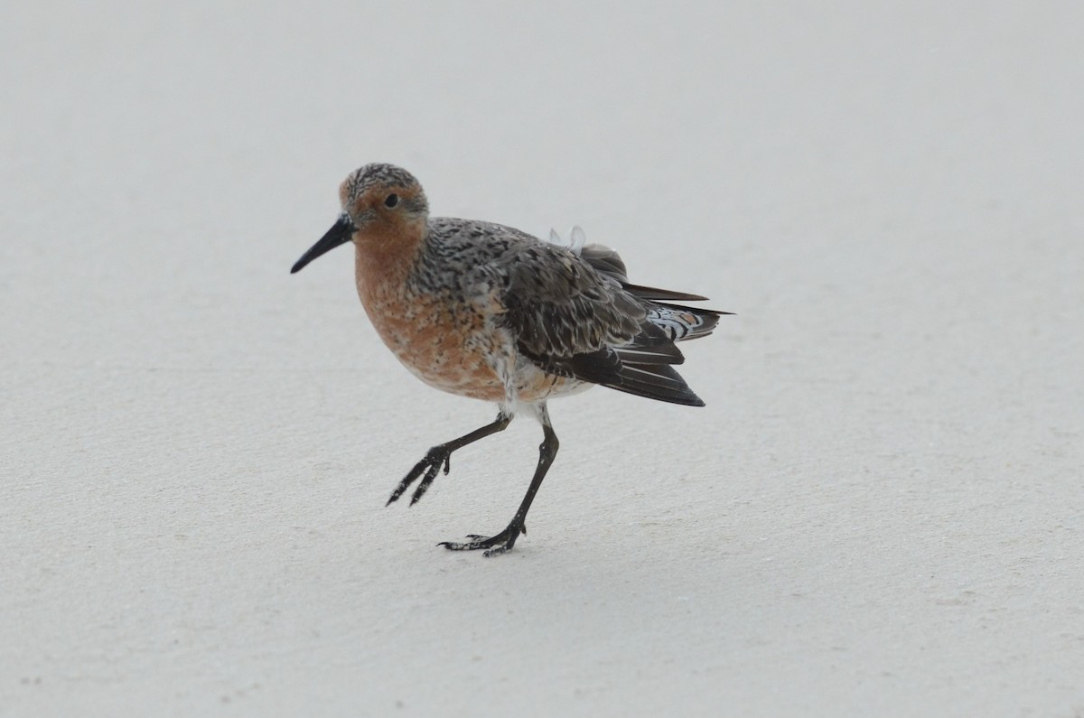 Red Knot - Andrew Dobson