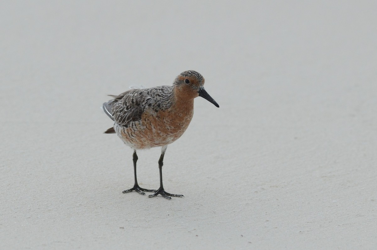 Red Knot - ML310699931