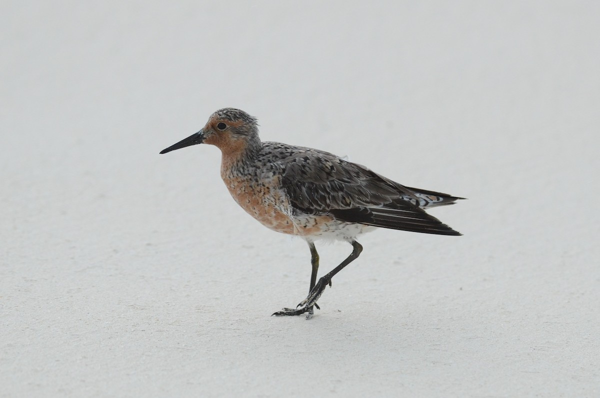 Red Knot - ML310699941