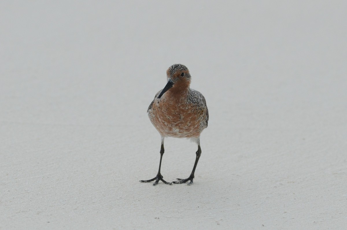 Red Knot - ML310699951