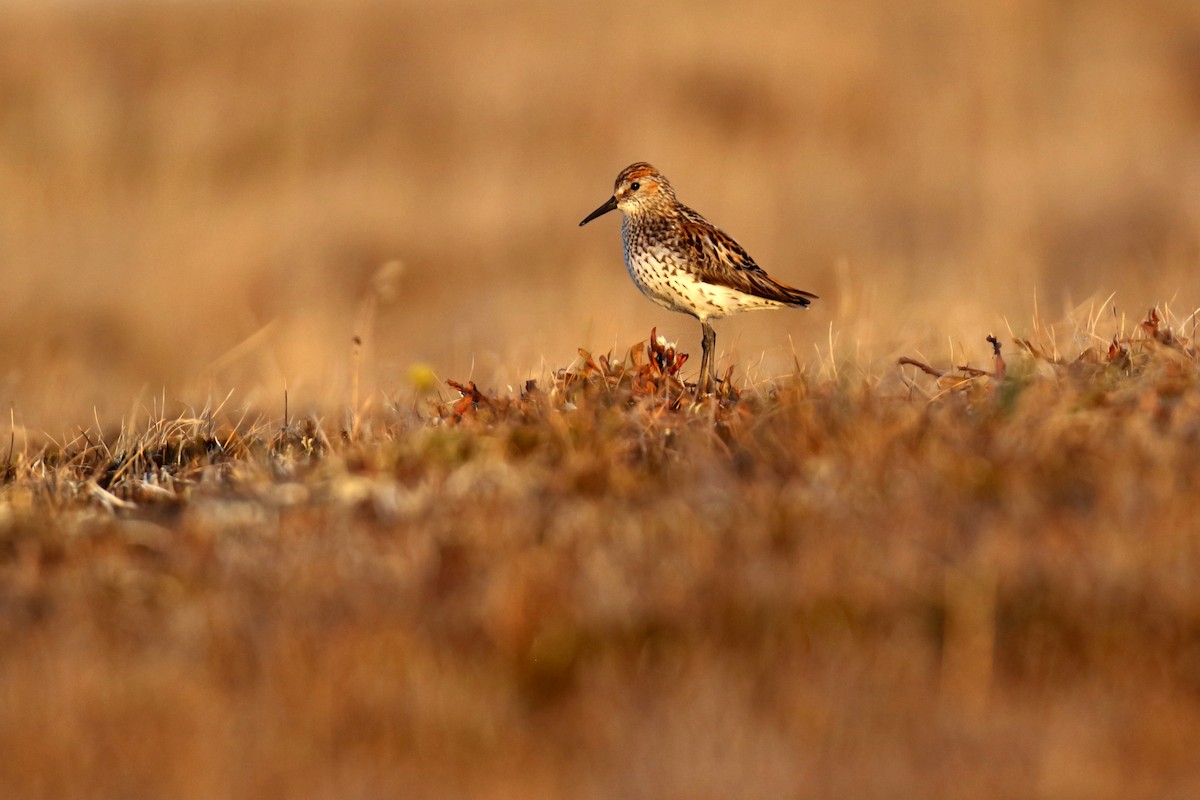 Western Sandpiper - Daniel López-Velasco | Ornis Birding Expeditions