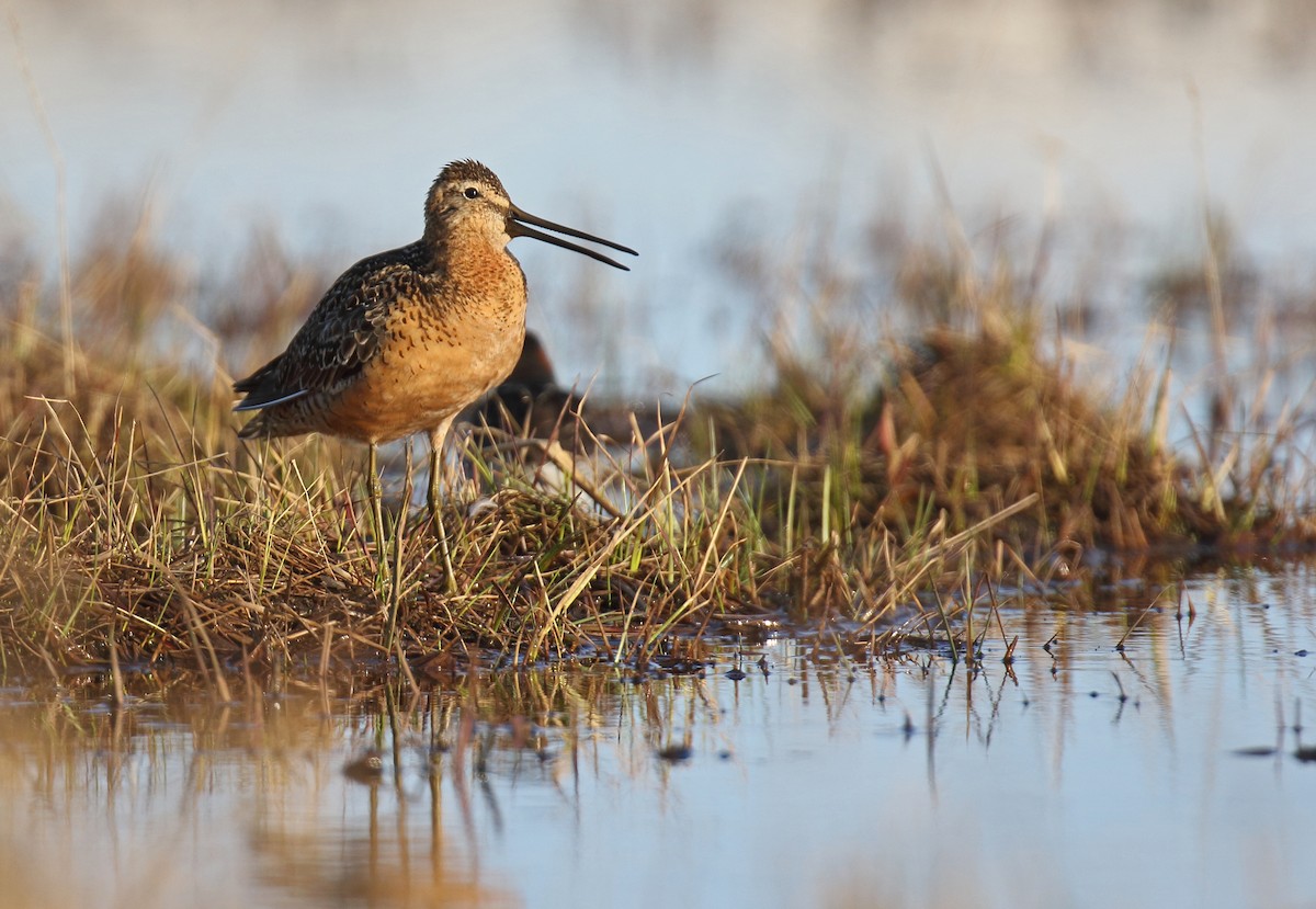 Long-billed Dowitcher - ML310700041
