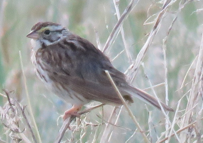 Savannah Sparrow - ML31070211