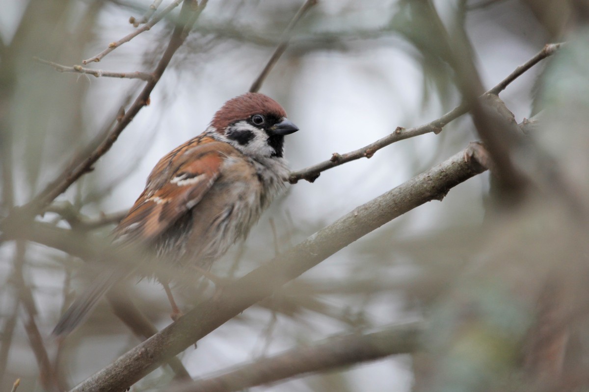 Eurasian Tree Sparrow - Murray Christian