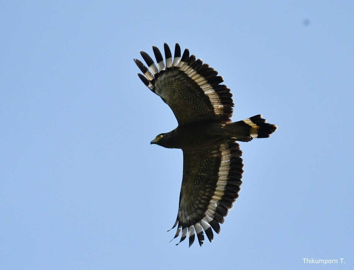Crested Serpent-Eagle - ML310703801