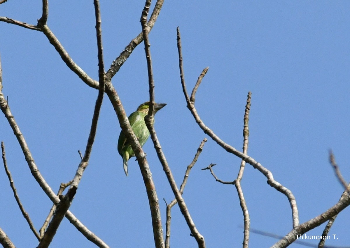 Green-eared Barbet - thikumporn tantivimongkol